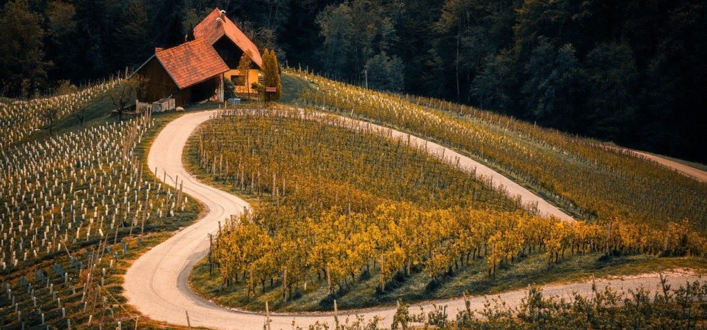 vineyard-agriculture-formations-parcours